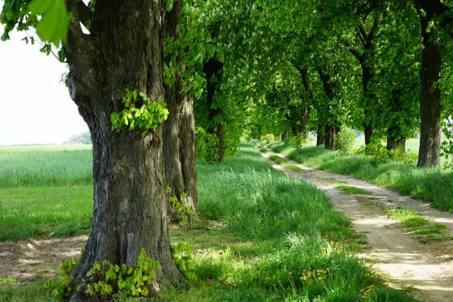 Historic chestnut-lip avenue